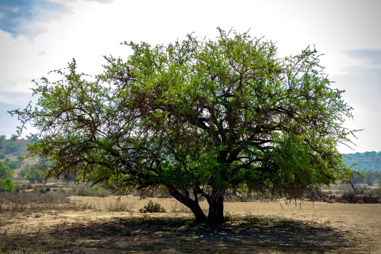 A majestic argan tree in the Moroccan landscape, symbolizing the rich cultural heritage of Morocco, known for its ancient tradition of producing valuable argan oil.